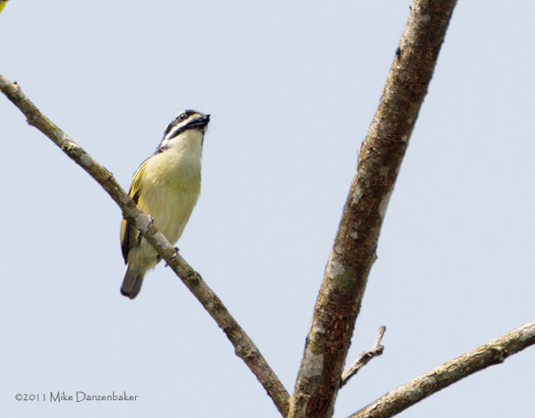 Yellow-throated Tinkerbird (Pogoniulus subsulphureus) photo image