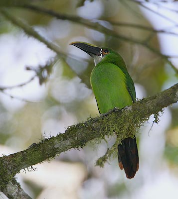 Andean Toucanet (Aulacorhynchus prasinus) photo image