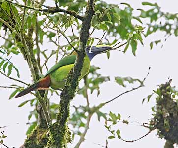 Blue-throated Toucanet (Aulacorhynchus caeruleogularis) photo image