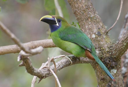 Blue-throated Toucanet (Aulacorhynchus caeruleogularis) photo