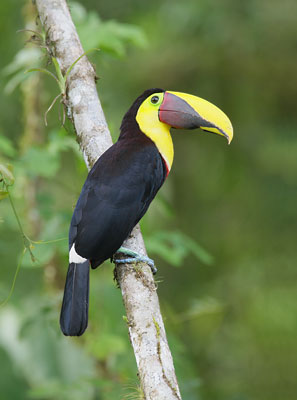 Chestnut-mandibled Toucan (Ramphastos swainsonii) photo