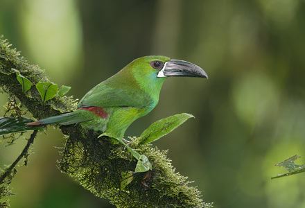 Crimson-rumped Toucanet (Aulacorhynchus haematopygus) photo