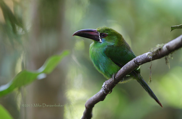 Crimson-rumped Toucanet (Aulacorhynchus haematopygus) photo image