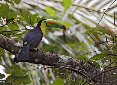Keel-billed Toucan (Ramphastos sulfuratus) photo image