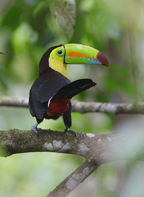 Keel-billed Toucan (Ramphastos sulfuratus) photo image