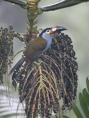 Plate-billed Mountain Toucan (Andigena laminirostris) photo