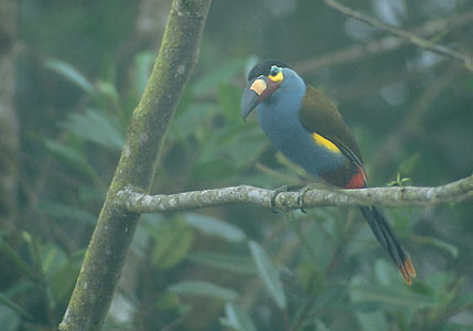 Plate-billed Mountain Toucan (Andigena laminirostris) photo image