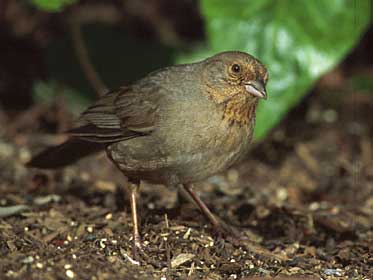 California Towhee (Melozone crissalis) photo image