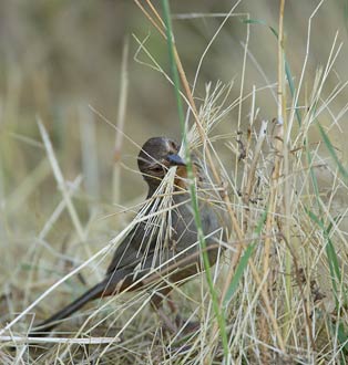 California Towhee (Melozone crissalis) photo image