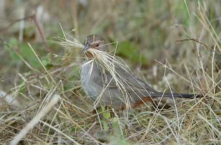 California Towhee (Melozone crissalis) photo image