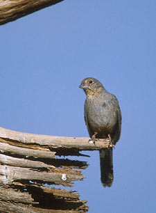 Canyon Towhee (Melozone fusca) photo image
