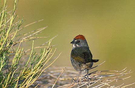 Green-tailed Towhee (Pipilo chlorurus) photo image