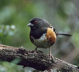 Spotted Towhee (Pipilo maculatus) photo image