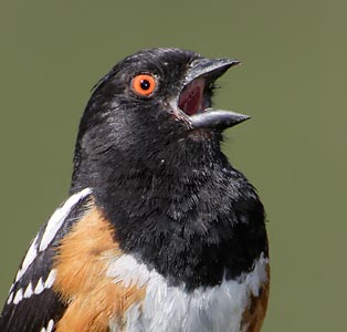 Spotted Towhee (Pipilo maculatus) photo image