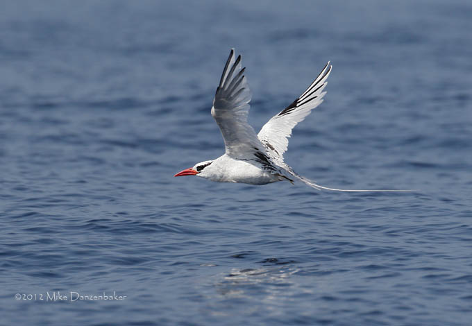 Red-billed Tropicbird (Phaethon aethereus) photo image