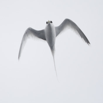 White-tailed Tropicbird (Phaethon lepturus) photo image