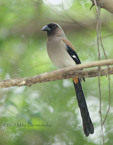 Grey Treepie (Dendrocitta formosae) photo