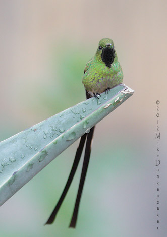 Black-tailed Trainbearer (Lesbia victoriae) photo image