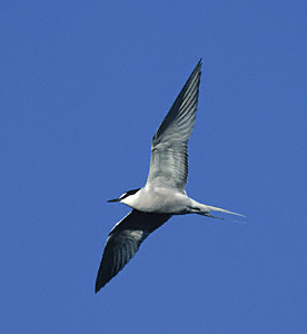 Aleutian Tern (Onychoprion aleuticus) photo image