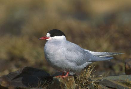 Antarctic Tern (Sterna vittata) photo image