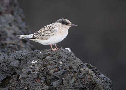 Antarctic Tern (Sterna vittata) photo image
