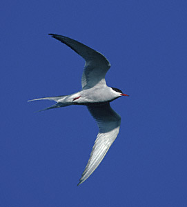 Arctic Tern (Sterna paradisaea) photo image