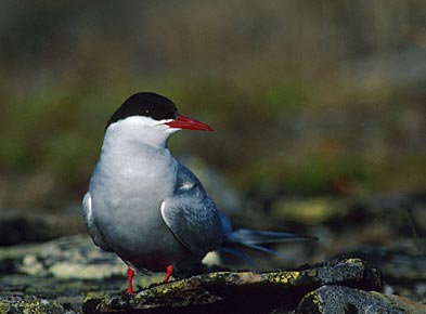 Arctic Tern (Sterna paradisaea) photo image