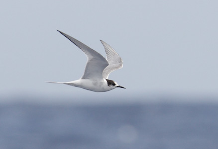 Arctic Tern (Sterna paradisaea) photo image