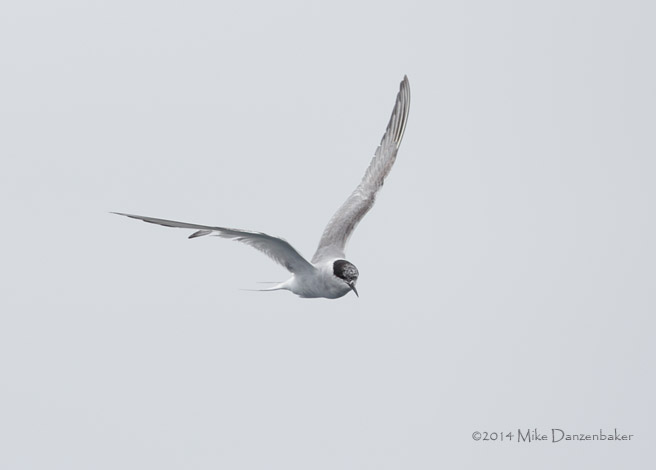 Arctic Tern (Sterna paradisaea) photo image