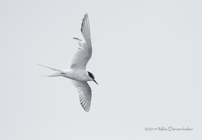 Arctic Tern (Sterna paradisaea) photo image