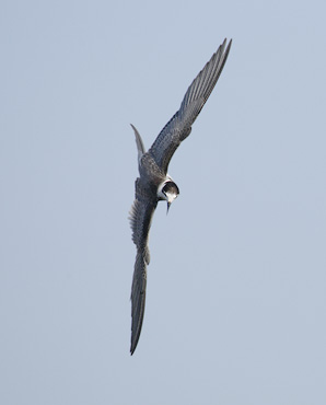 Black Tern (Chlidonias niger) photo