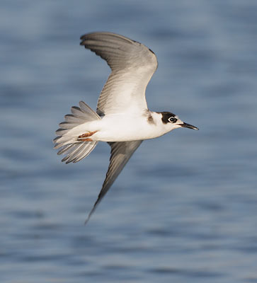 Black Tern (Chlidonias niger) photo