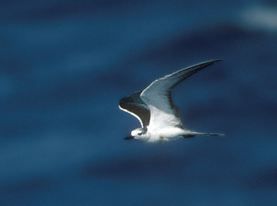 Bridled Tern (Onychoprion anaethetus) photo image
