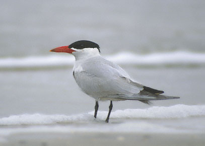 Caspian Tern (Hydroprogne caspia) photo image
