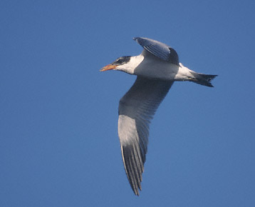 Caspian Tern (Hydroprogne caspia) photo image