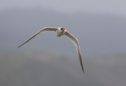 Caspian Tern (Hydroprogne caspia) photo image