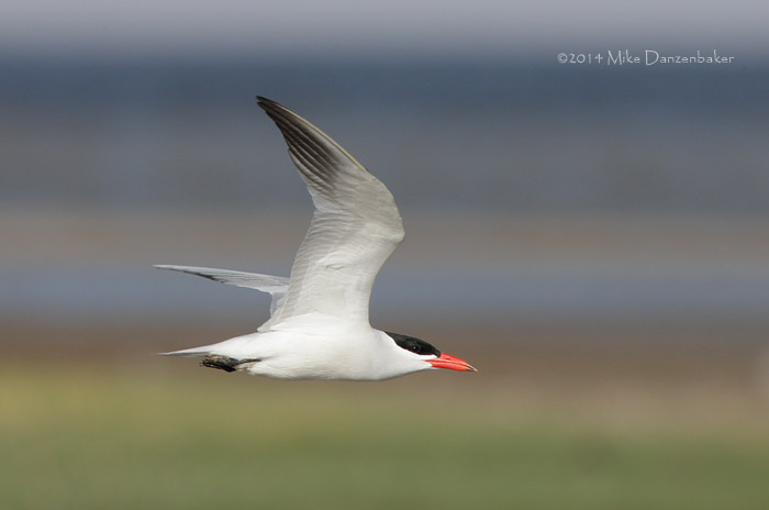 Caspian Tern (Hydroprogne caspia) photo image