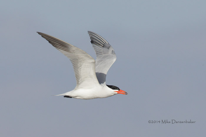 Caspian Tern (Hydroprogne caspia) photo image