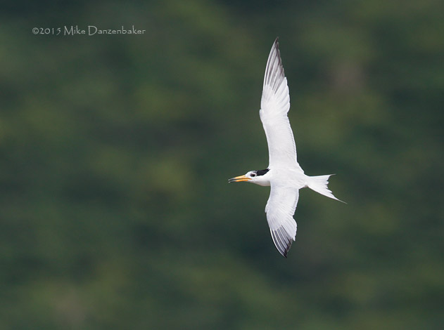 Chinese Crested Tern (Thalasseus bernsteini) photo image