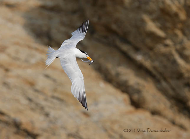 Chinese Crested Tern (Thalasseus bernsteini) photo image