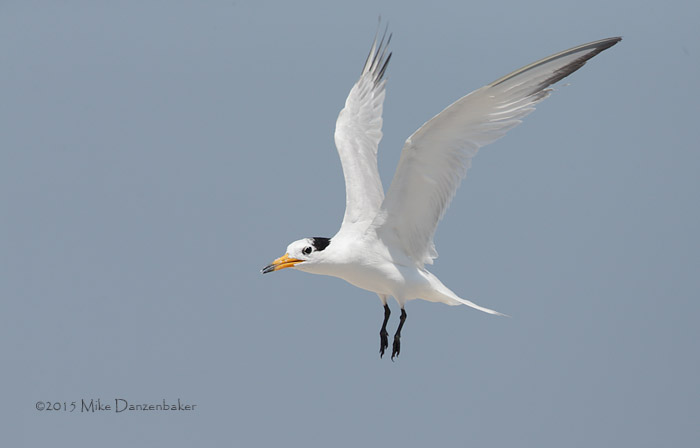 Chinese Crested Tern (Thalasseus bernsteini) photo image