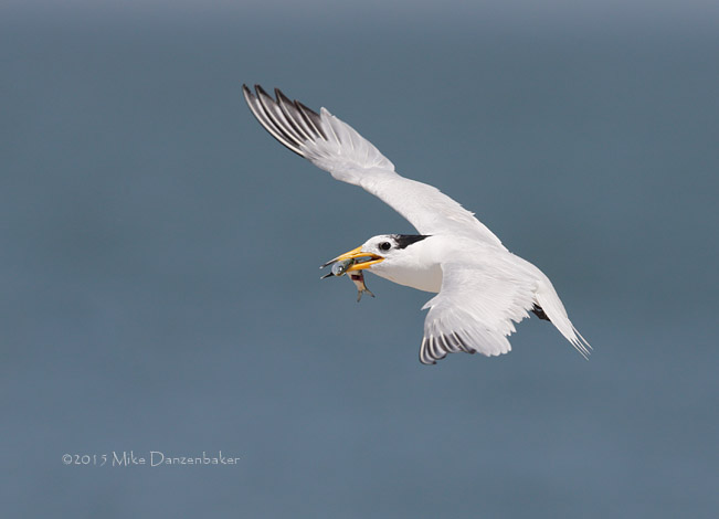 Chinese Crested Tern (Thalasseus bernsteini) photo image