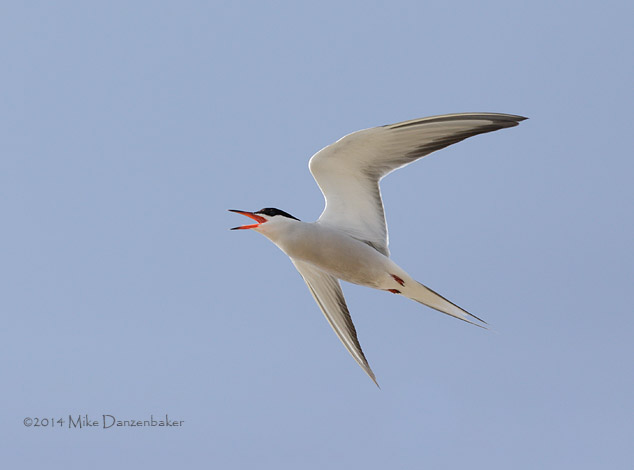 Common Tern (Sterna hirundo) photo
