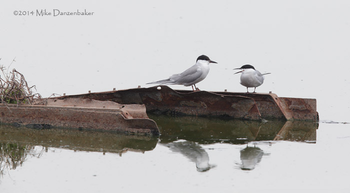 Common Tern (Sterna hirundo) photo