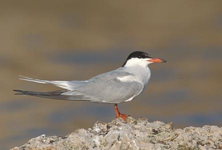 Common Tern (Sterna hirundo) photo image
