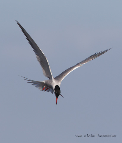 Common Tern (Sterna hirundo) photo