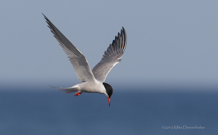 Common Tern (Sterna hirundo) photo