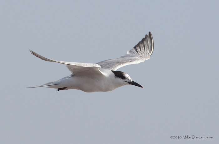 Common Tern (Sterna hirundo) photo