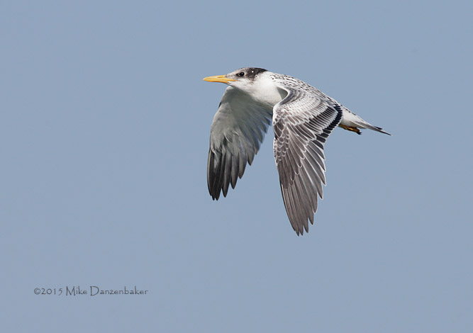 Swift Tern (Thalasseus bergii) photo image