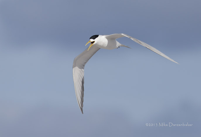 Crested Tern (Thalasseus bergii) photo